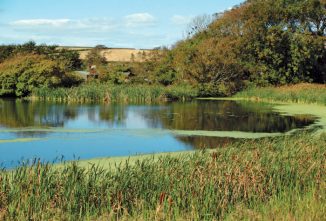Measuring Your Pond Volume in Gallons